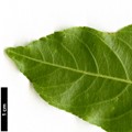 SpeciesSub: subsp. occidentalis